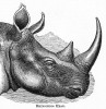 Wood 1897 Rhinoceros head