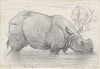 Allebe: rhino in water
