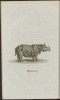 Wildinge Rhinoceros