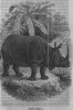 Indian Rhino in Wunderlich