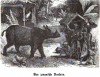 Wunderlich Javan rhino
