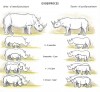 Growth of rhinoceros