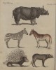 Bertuch 1801 Rhino from Buffon