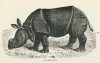 Wood 1886 Rhinoceros