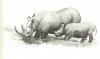 Blancke: Rhinos Reise