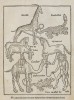 Breydenbach Unicornus