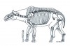Reconstruction of Indricotherium