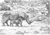 Ceratotherium praecox Hooijer & Patterson 1972 and its habitat