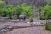 Black rhinoceros in the Etosha National Park, Namibia