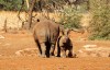 White rhinoceroses in the Erindi Private Game Reserve, Namibia