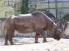Frankfurt Zoo, black rhino
