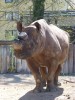 Black rhino in Frankfurt