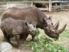 Berlin Zoo Black Rhino