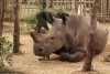 Nile rhino Fatu