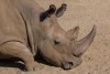 Angalifu, the S. Diego 44-year-old northern white rhinoceros passed away