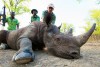 Rhino darting in Malawi
