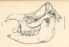 Skull of Rhinoceros stenocephalus