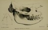 Skull of Rhinaster bicornis