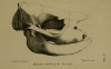 Skull of young Rhinaster bicornis