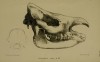 Skull of Ceratorhinus niger