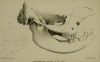 Skull of Rhinoceros simus