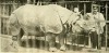 Indian Rhino in Berlin Zoo before 1909