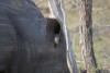 Oxpecker in rhino ear