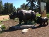 Dubbo Rhino and Young