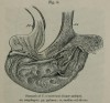 Inner stomach of Sumatran Rhino