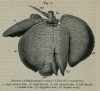 Liver of Sumatran Rhino
