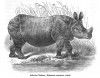 Noll - Indian Rhino
