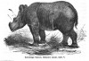 Noll - Hairy eared rhino