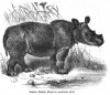 Noll - Sumatran rhino