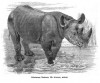 Noll - Black rhino