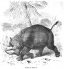 Noll - Keitloa rhino