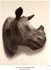 Trophy Head of Indian Rhino