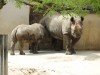 Hiroshima black rhino with calf