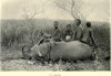 Somaliland Rhino