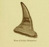 Indian Rhino record horn