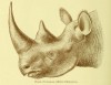 Black rhino head