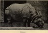 Robinson Indian Rhino