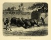 Baroda rhino fight