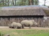 Lesna white rhinos
