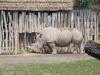 Lesna zoo white rhino
