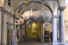 Firenze rhino