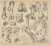 Indian fossil skulls