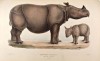 Schlegel Rhinoceros sondaicus