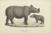 Schlegel Rhinoceros sumatranus