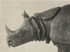Head of Javan Rhino
