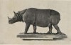 Javan Rhino in Bogor Museum